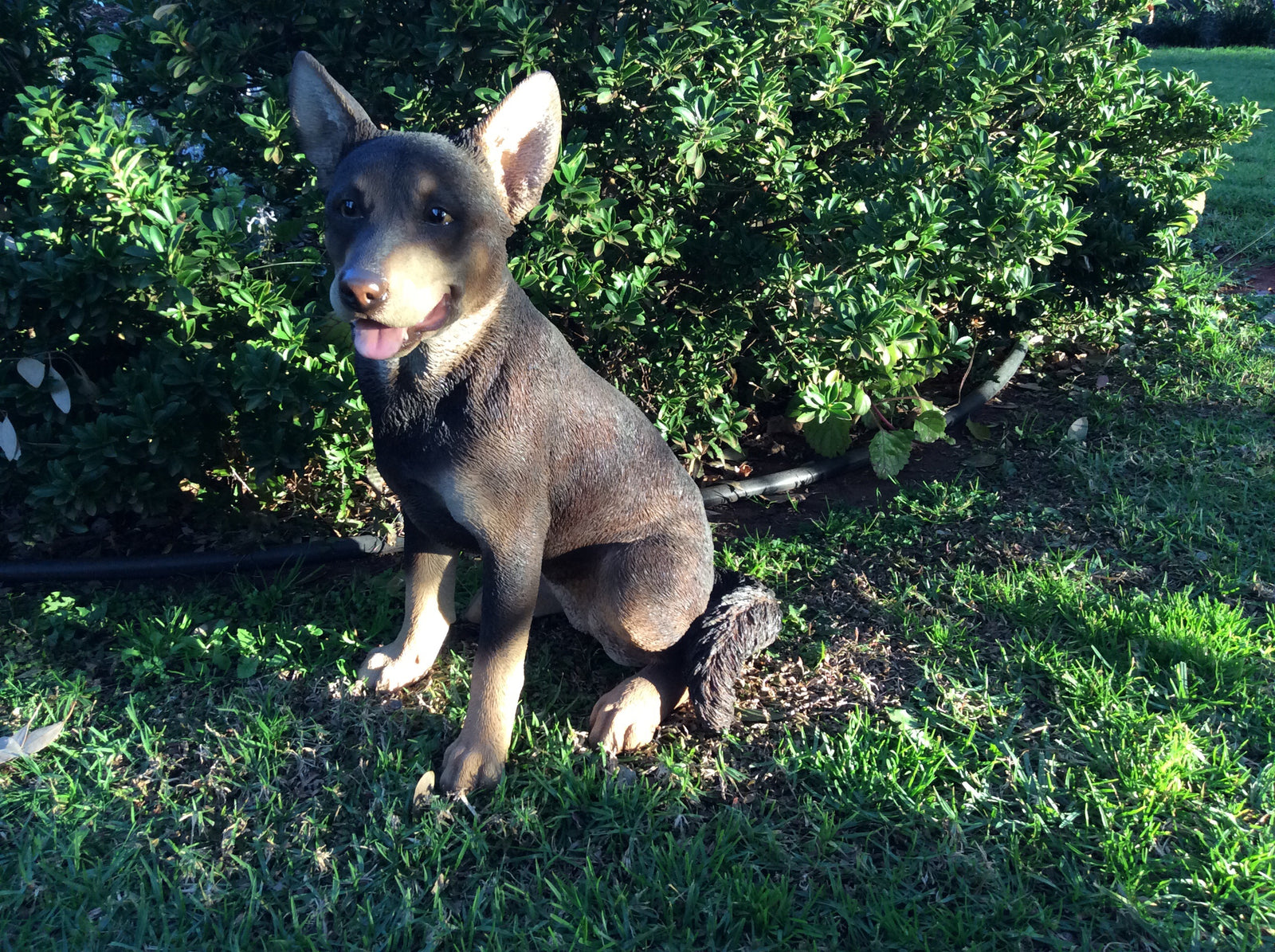  Red Kelpie Sitting