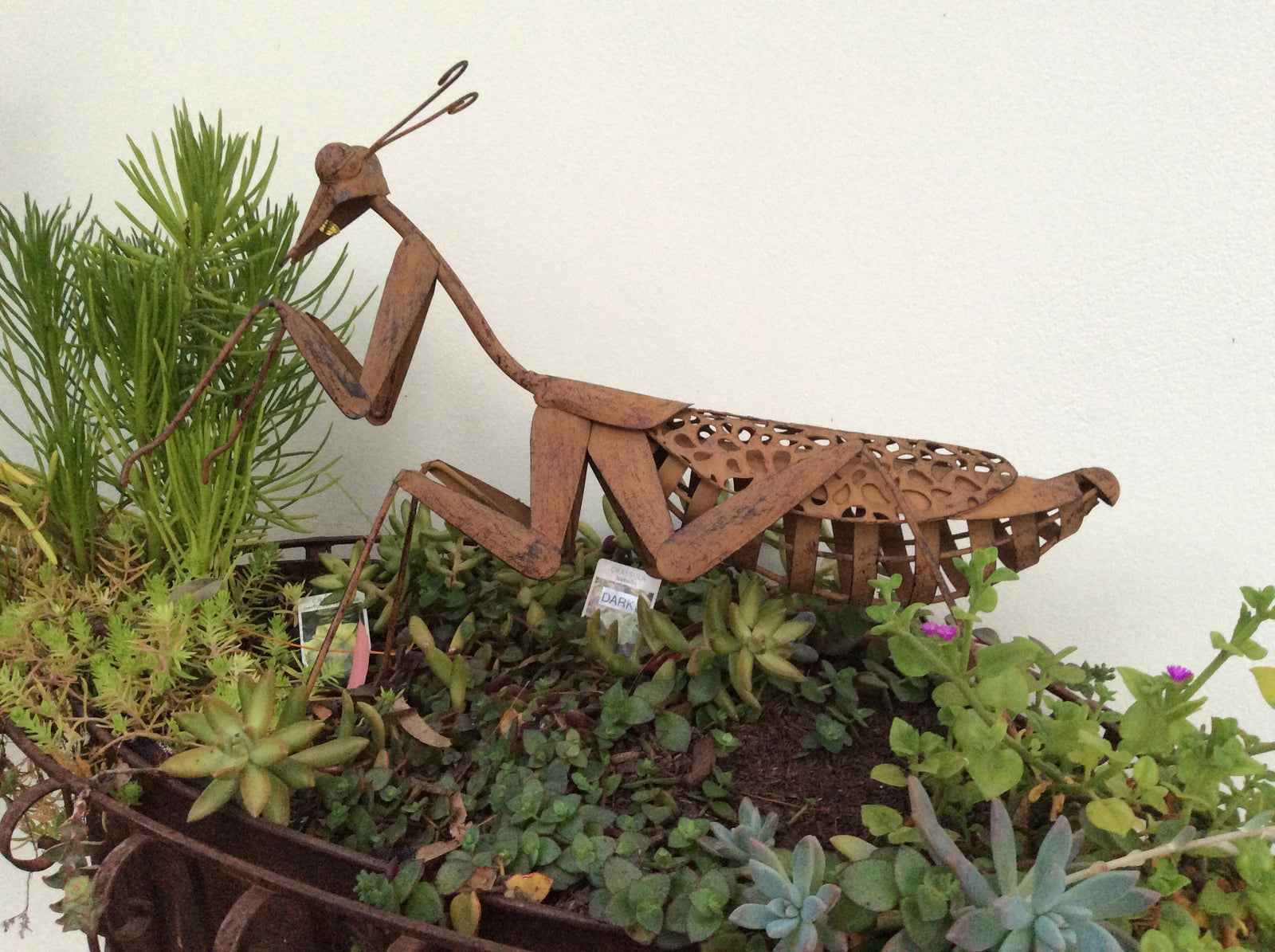  Lucky Praying Mantis