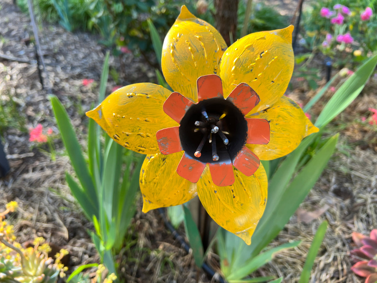  Colourful yellow Daffodil
