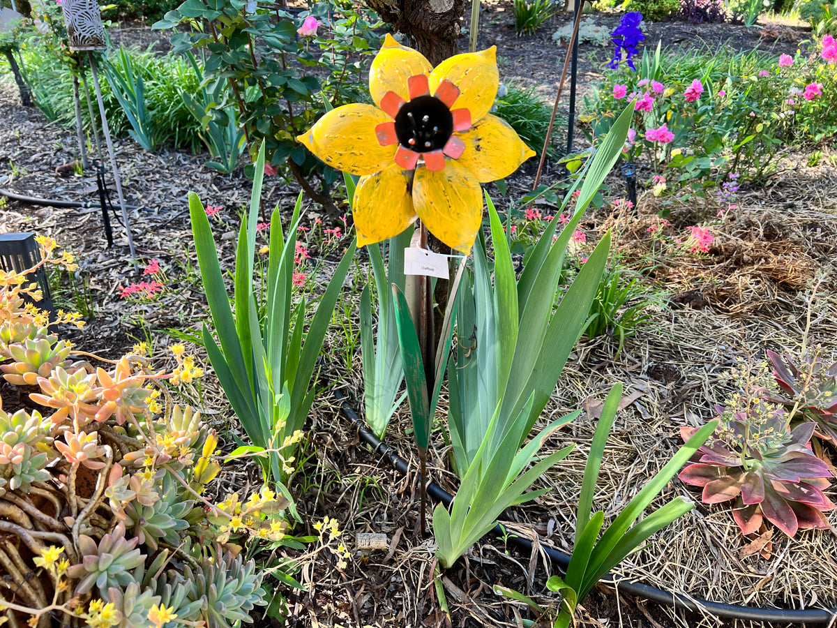  Colourful yellow Daffodil