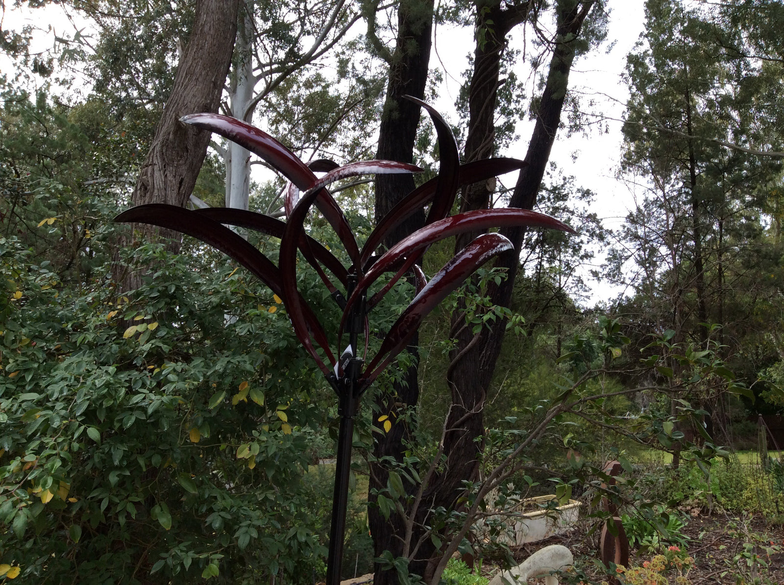  Grevillea Windspinner -Red
